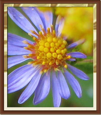 Wild Flower